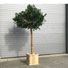 Grote Ficus